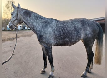 Anglo European Studbook, Klacz, 9 lat, 170 cm, Siwa