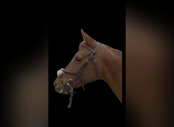 Anglo European Studbook Mix, Mare, 10 years, 15 hh, Chestnut-Red