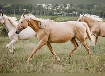 Anglo European Studbook, Mare, 10 years, 15,1 hh, Dunalino