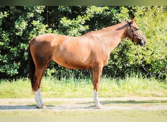 Anglo European Studbook, Mare, 10 years, 16 hh, Chestnut-Red