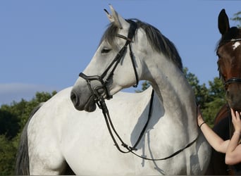 Anglo European Studbook, Mare, 10 years, 17,1 hh, Gray-Dapple