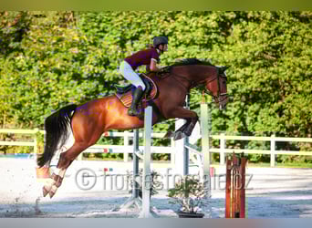 Anglo European Studbook, Mare, 10 years, 17 hh, Brown