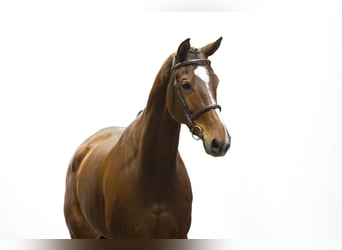 Anglo European Studbook, Mare, 10 years, 17 hh, Brown