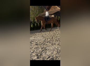 Anglo European Studbook, Mare, 10 years, 17,2 hh, Chestnut