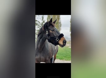 Anglo European Studbook, Mare, 11 years, 15.2 hh, Bay-Dark