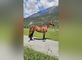 Anglo European Studbook, Mare, 11 years, 16.1 hh, Brown
