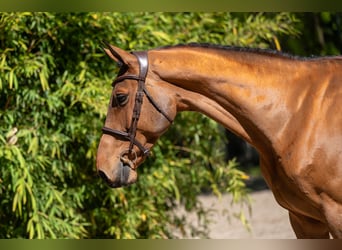 Anglo European Studbook, Mare, 11 years, 16.2 hh, Brown