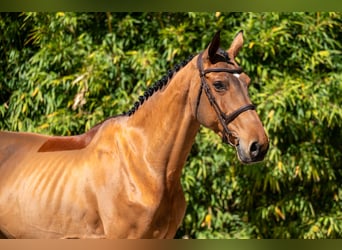 Anglo European Studbook, Mare, 11 years, 16.2 hh, Brown