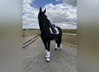 Anglo European Studbook, Mare, 11 years, 16,1 hh, Black