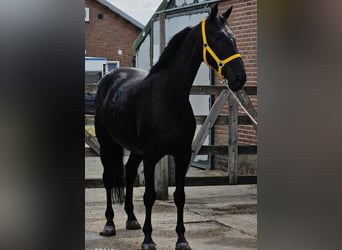 Anglo European Studbook, Mare, 11 years, 16,1 hh