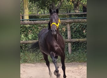 Anglo European Studbook, Mare, 11 years, 16,1 hh