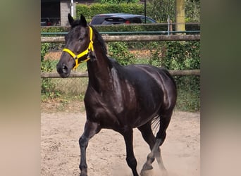 Anglo European Studbook, Mare, 11 years, 16,1 hh