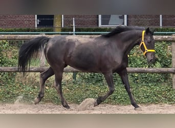 Anglo European Studbook, Mare, 11 years, 16,1 hh