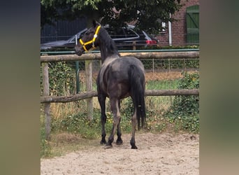Anglo European Studbook, Mare, 11 years, 16,1 hh