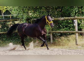 Anglo European Studbook, Mare, 11 years, 16,1 hh