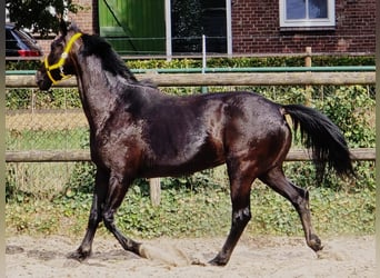Anglo European Studbook, Mare, 11 years, 16,1 hh