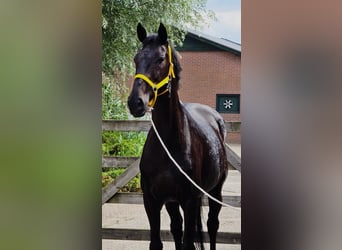 Anglo European Studbook, Mare, 11 years, 16,1 hh