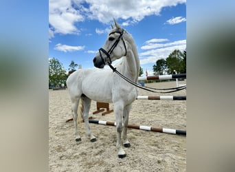 Anglo European Studbook, Mare, 13 years, 16.2 hh, Gray