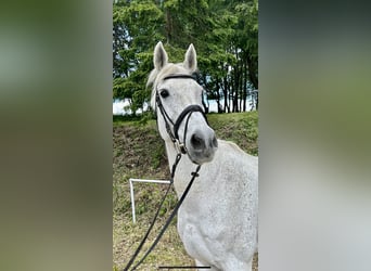 Anglo European Studbook, Mare, 13 years, 16.2 hh, Gray