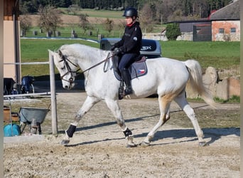Anglo European Studbook, Mare, 13 years, 17.1 hh, Gray