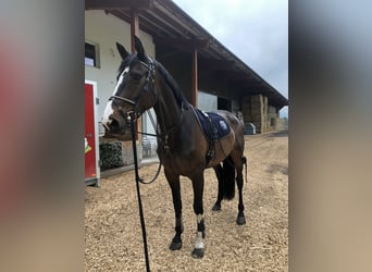 Anglo European Studbook, Mare, 14 years, 16,2 hh, Brown