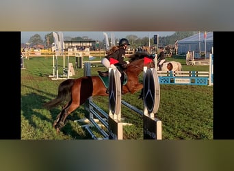 Anglo European Studbook, Mare, 16 years, 13,1 hh, Brown