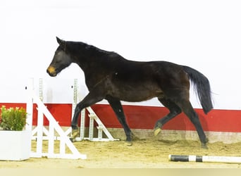 Anglo European Studbook, Mare, 17 years, 16,2 hh, Brown