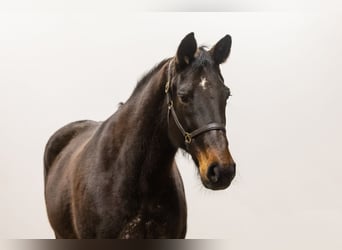 Anglo European Studbook, Mare, 17 years, 16,2 hh, Brown