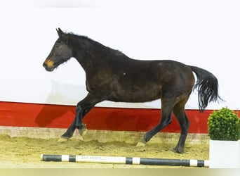 Anglo European Studbook, Mare, 17 years, 16,2 hh, Brown