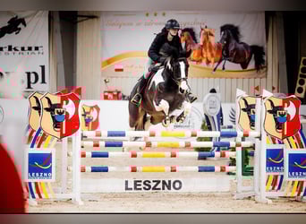 Anglo European Studbook, Mare, 17 years, 16,2 hh, Leopard-Piebald
