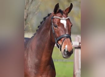 Anglo European Studbook, Mare, 18 years, 16,1 hh, Brown