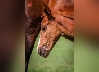 Anglo European Studbook, Mare, 1 year, 13.1 hh, Chestnut-Red Anglo European Studbook, Mare, 1 year, 13.1 hh, Chestnut-Red