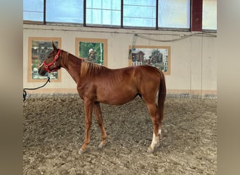 Anglo European Studbook, Mare, 1 year, 13,1 hh, Chestnut-Red