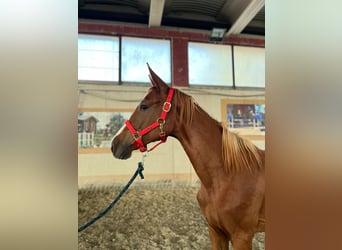Anglo European Studbook, Mare, 1 year, 13,1 hh, Chestnut-Red