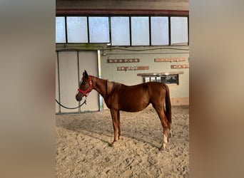 Anglo European Studbook, Mare, 1 year, 13,1 hh, Chestnut-Red