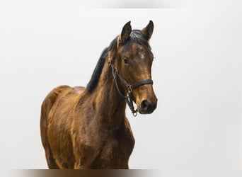 Anglo European Studbook, Mare, 1 year, 13,2 hh