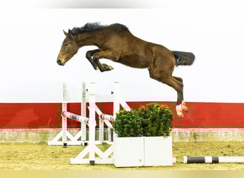 Anglo European Studbook, Mare, 1 year, 13,2 hh