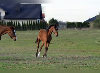 Anglo European Studbook, Mare, 1 year, 14.1 hh, Bay