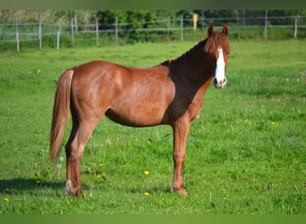 Anglo European Studbook Mix, Mare, 1 year, 14 hh, Chestnut-Red