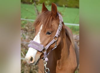 Anglo European Studbook Mix, Mare, 1 year, 14 hh, Chestnut-Red