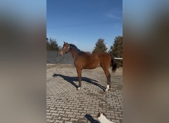 Anglo European Studbook, Mare, 1 year, 14,1 hh, Bay