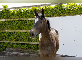Anglo European Studbook, Mare, 1 year, 15.1 hh