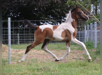 Anglo European Studbook, Mare, 1 year, 15.2 hh, Pinto