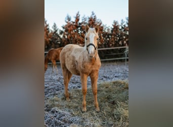 Anglo European Studbook, Mare, 1 year, 15,2 hh, Palomino