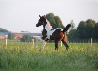 Anglo European Studbook, Mare, 1 year, 15,2 hh, Pinto