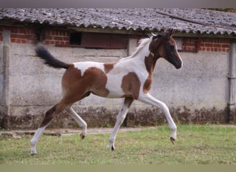 Anglo European Studbook, Mare, 1 year, 15,2 hh, Pinto