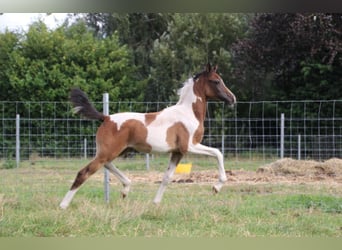 Anglo European Studbook, Mare, 1 year, 15,2 hh, Pinto