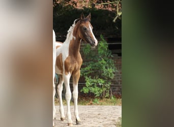 Anglo European Studbook, Mare, 1 year, 15,2 hh, Pinto