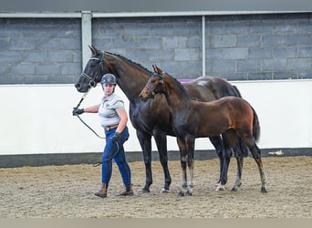 Anglo European Studbook, Mare, 1 year, 16 hh, Brown