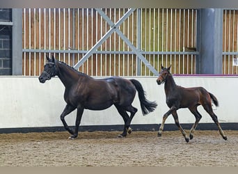 Anglo European Studbook, Mare, 1 year, 16 hh, Brown